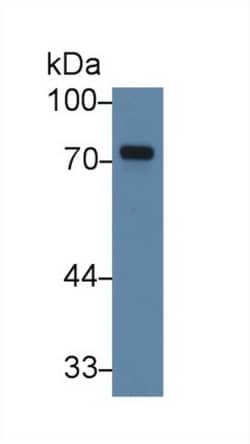 Invitrogen TXLNA Polyclonal Antibody 200 &mu;L; Unconjugated:Antibodies,