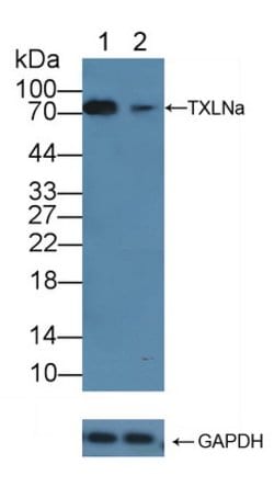 Invitrogen TXLNA Polyclonal Antibody 200 &mu;L; Unconjugated:Antibodies,