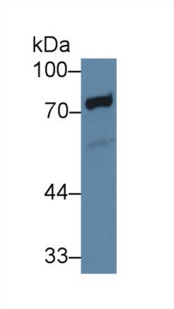 Invitrogen TXLNA Polyclonal Antibody 200 &mu;L; Unconjugated:Antibodies,
