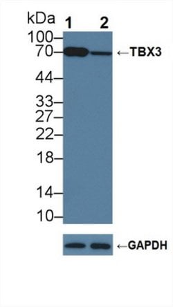 Invitrogen TBX3 Polyclonal Antibody 20 &mu;L; Unconjugated:Antibodies,