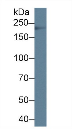 Invitrogen Tenascin C Polyclonal Antibody 20 &mu;L; Unconjugated:Antibodies,