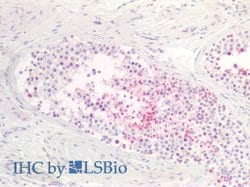 Invitrogen SLC26A8 Polyclonal Antibody:Antibodies:Primary Antibodies