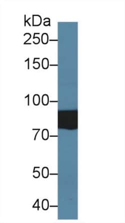 Invitrogen SLC26A8 Polyclonal Antibody 200 &mu;L; Unconjugated:Antibodies,