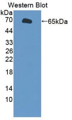 Invitrogen SLC26A8 Polyclonal Antibody:Antibodies:Primary Antibodies