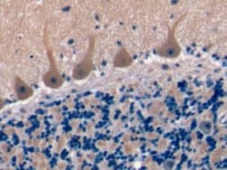 Invitrogen TSPAN1 Polyclonal Antibody 20 &mu;L; Unconjugated:Antibodies,