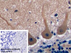 Invitrogen TSPAN1 Polyclonal Antibody 20 &mu;L; Unconjugated:Antibodies,