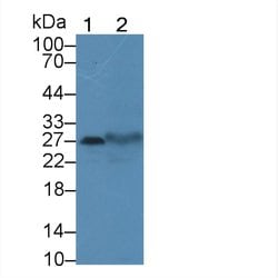 Invitrogen TSPAN1 Polyclonal Antibody 20 &mu;L; Unconjugated:Antibodies,