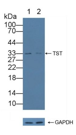 Invitrogen TST Polyclonal Antibody 20 &mu;L; Unconjugated:Antibodies, Polyclonal