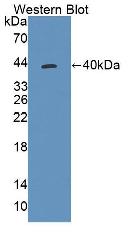 Invitrogen TST Polyclonal Antibody 20 &mu;L; Unconjugated:Antibodies, Polyclonal