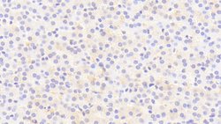Invitrogen THRSP Polyclonal Antibody:Antibodies:Primary Antibodies