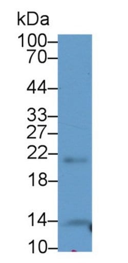 Invitrogen THRSP Polyclonal Antibody:Antibodies:Primary Antibodies