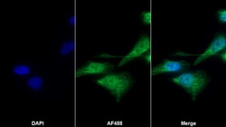 Invitrogen SERPINA7 Polyclonal Antibody 20 &mu;L; Unconjugated:Antibodies,