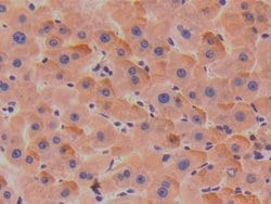 Invitrogen SERPINA7 Polyclonal Antibody 20 &mu;L; Unconjugated:Antibodies,