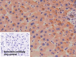 Invitrogen SERPINA7 Polyclonal Antibody 20 &mu;L; Unconjugated:Antibodies,