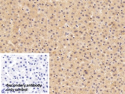 Invitrogen SERPINA7 Polyclonal Antibody 20 &mu;L; Unconjugated:Antibodies,