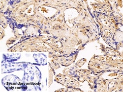 Invitrogen SERPINA7 Polyclonal Antibody 20 &mu;L; Unconjugated:Antibodies,