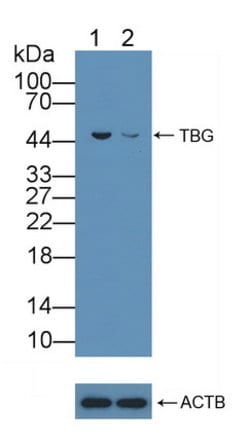 Invitrogen SERPINA7 Polyclonal Antibody 20 &mu;L; Unconjugated:Antibodies,