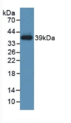 Invitrogen SERPINA7 Polyclonal Antibody 20 &mu;L; Unconjugated:Antibodies,