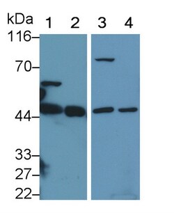 Invitrogen TSTA3 Polyclonal Antibody 200 &mu;L | Buy Online | Invitrogen&trade; | Fisher Scientific