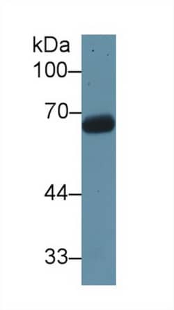 Invitrogen KNT1 Polyclonal Antibody 20 &mu;L; Unconjugated:Antibodies,