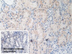 Invitrogen TRAF4 Polyclonal Antibody 200 &mu;L; Unconjugated:Antibodies,