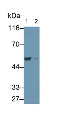 Invitrogen TRAF4 Polyclonal Antibody 200 &mu;L; Unconjugated:Antibodies,