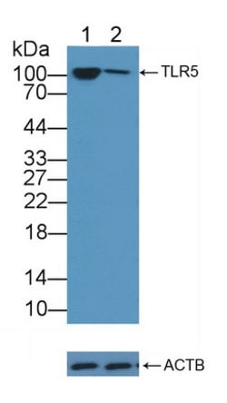 Invitrogen TLR5 Polyclonal Antibody 200 &mu;L; Unconjugated:Antibodies,