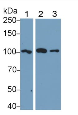 Invitrogen TLR5 Polyclonal Antibody 200 &mu;L; Unconjugated:Antibodies,