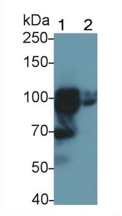 Invitrogen TLR5 Polyclonal Antibody 200 &mu;L; Unconjugated:Antibodies,