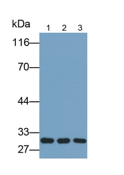 Invitrogen TOR2A Polyclonal Antibody 200 &mu;L; Unconjugated:Antibodies,