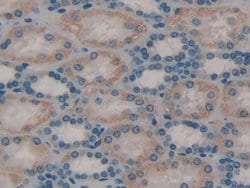 Invitrogen TOR3A Polyclonal Antibody 200 &mu;L; Unconjugated:Antibodies,