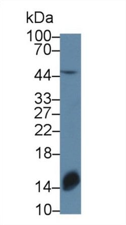 Invitrogen TOR3A Polyclonal Antibody 200 &mu;L; Unconjugated:Antibodies,