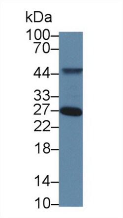 Invitrogen TOR3A Polyclonal Antibody:Antibodies:Primary Antibodies