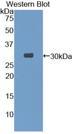 Invitrogen TOR3A Polyclonal Antibody:Antibodies:Primary Antibodies