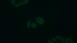 Invitrogen TGM2 Polyclonal Antibody:Antibodies:Primary Antibodies