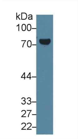 Invitrogen TGM2 Polyclonal Antibody 200 &mu;L; Unconjugated:Antibodies,