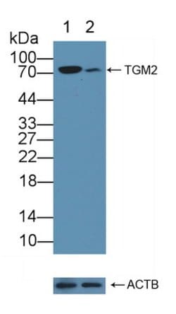 Invitrogen TGM2 Polyclonal Antibody:Antibodies:Primary Antibodies