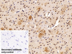 Invitrogen Transketolase Polyclonal Antibody 200 &mu;L; Unconjugated:Antibodies,