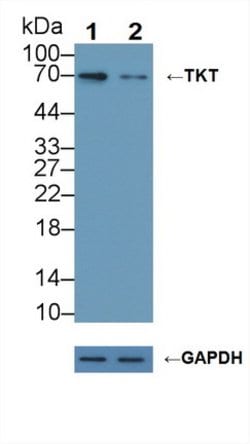 Invitrogen Transketolase Polyclonal Antibody 200 &mu;L; Unconjugated:Antibodies,