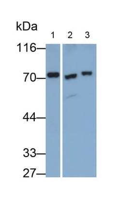 Invitrogen Transketolase Polyclonal Antibody 200 &mu;L; Unconjugated:Antibodies,