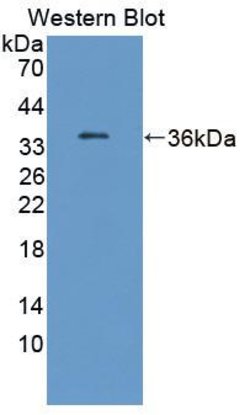 Invitrogen Transketolase Polyclonal Antibody 200 &mu;L; Unconjugated:Antibodies,
