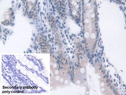 Invitrogen Transketolase Polyclonal Antibody 200 &mu;L; Unconjugated:Antibodies,