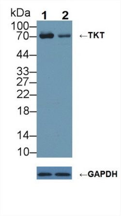 Invitrogen Transketolase Polyclonal Antibody 200 &mu;L; Unconjugated:Antibodies,