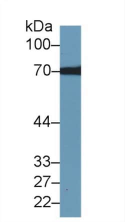 Invitrogen Transketolase Polyclonal Antibody 200 &mu;L; Unconjugated:Antibodies,