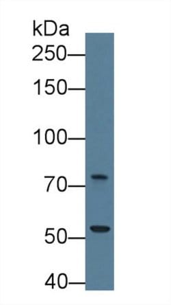 Invitrogen Trophinin Polyclonal Antibody 20 &mu;L; Unconjugated:Antibodies,