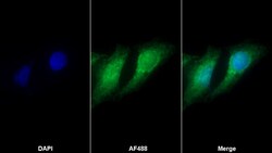 Invitrogen TTK Polyclonal Antibody:Antibodies:Primary Antibodies
