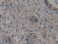 Invitrogen TTK Polyclonal Antibody:Antibodies:Primary Antibodies