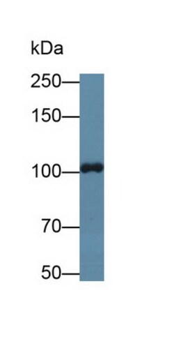 Invitrogen TTK Polyclonal Antibody:Antibodies:Primary Antibodies