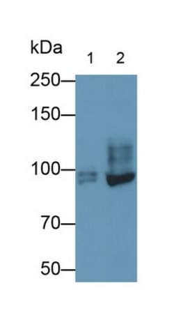 Invitrogen TTK Polyclonal Antibody:Antibodies:Primary Antibodies