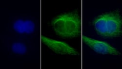 Invitrogen TUBB1 Polyclonal Antibody 20 &mu;L; Unconjugated:Antibodies,